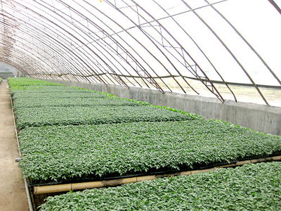 濟(jì)南泰禾種業(yè)