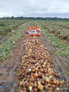 安達(dá)種業(yè)各品種洋蔥長(zhǎng)勢(shì)喜人 2