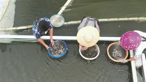 羊城晚報：海洋水產(chǎn)種業(yè)走出創(chuàng)新路